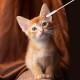 Pack of 100 Ear Cleaning for Dogs Wood Pets Ear Cleaner Ear Cleaning Sticks Pet Dogs Cotton Buds for Pets, Dogs, Cats, 15 cm Pack of 100 Ear Cleaning for Dogs Wood Pets Ear Cleaner Ear Cleaning Sticks Pet Dogs Cotton Buds for Pets, Dogs, Cats, 15 cm