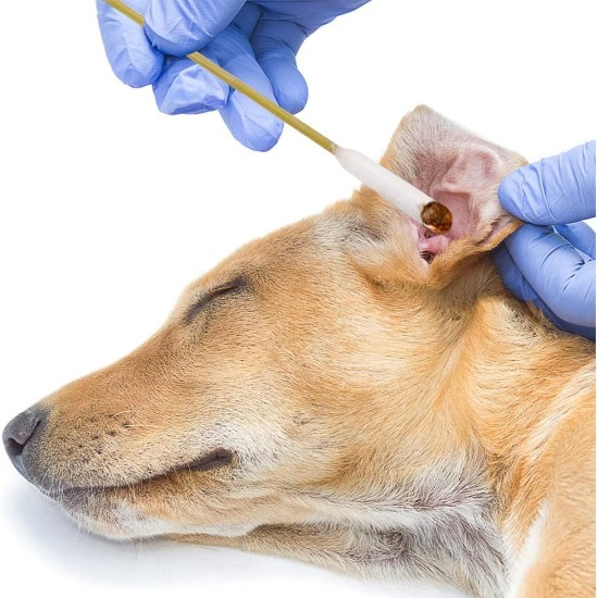Pack of 50 Cotton Buds for Pets - Long with Large Head for Effective Ear Cleaning for Cats and Dogs, Ideal for Gentle Care of Sensitive Ears of Your Pets Pack of 50 Cotton Buds for Pets - Long with Large Head for Effective Ear Cleaning for Cats and Dogs, Ideal for Gentle Care of Sensitive Ears of Your Pets