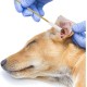 Pack of 50 Cotton Buds for Pets - Long with Large Head for Effective Ear Cleaning for Cats and Dogs, Ideal for Gentle Care of Sensitive Ears of Your Pets Pack of 50 Cotton Buds for Pets - Long with Large Head for Effective Ear Cleaning for Cats and Dogs, Ideal for Gentle Care of Sensitive Ears of Your Pets