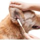 Pack of 50 Cotton Buds for Pets - Long with Large Head for Effective Ear Cleaning for Cats and Dogs, Ideal for Gentle Care of Sensitive Ears of Your Pets Pack of 50 Cotton Buds for Pets - Long with Large Head for Effective Ear Cleaning for Cats and Dogs, Ideal for Gentle Care of Sensitive Ears of Your Pets