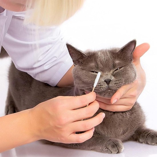 Pack of 50 Cotton Buds for Pets - Long with Large Head for Effective Ear Cleaning for Cats and Dogs, Ideal for Gentle Care of Sensitive Ears of Your Pets Pack of 50 Cotton Buds for Pets - Long with Large Head for Effective Ear Cleaning for Cats and Dogs, Ideal for Gentle Care of Sensitive Ears of Your Pets