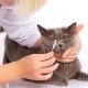 Pack of 50 Cotton Buds for Pets - Long with Large Head for Effective Ear Cleaning for Cats and Dogs, Ideal for Gentle Care of Sensitive Ears of Your Pets Pack of 50 Cotton Buds for Pets - Long with Large Head for Effective Ear Cleaning for Cats and Dogs, Ideal for Gentle Care of Sensitive Ears of Your Pets