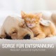 Pawlie's Dog Ear Cleaner - Natural Ear Cleaner for Dogs for Itching & Ear Inflammation Dog | Gentle Ear Care for Dogs, Ear Drops for Dogs | Ear Care Dog & Cat Pawlie's Dog Ear Cleaner - Natural Ear Cleaner for Dogs for Itching & Ear Inflammation Dog | Gentle Ear Care for Dogs, Ear Drops for Dogs | Ear Care Dog & Cat