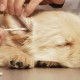 Pet Ear Cleaner, Ear Cleaning for Dogs, Pets Ear Cleaner, Ear Cleaning Swabs, Dog Cotton Buds, Cotton Buds, Eye Cleaning, Ear Cleaner for Pets, Dogs, Cats, 50 Pieces Pet Ear Cleaner, Ear Cleaning for Dogs, Pets Ear Cleaner, Ear Cleaning Swabs, Dog Cotton Buds, Cotton Buds, Eye Cleaning, Ear Cleaner for Pets, Dogs, Cats, 50 Pieces