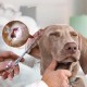 Pet Ear Hair Tweezers, Pet Hair Removal Pliers, Stainless Steel Pet Pliers, Veterinary Pliers, Hemostatic Tweezers for Pets, for Cats, Dogs, Rabbits Pet Ear Hair Tweezers, Pet Hair Removal Pliers, Stainless Steel Pet Pliers, Veterinary Pliers, Hemostatic Tweezers for Pets, for Cats, Dogs, Rabbits