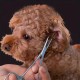 Pet Forceps Pet Forceps