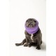 Pet Hoodz for Dogs, Anxiety, Grooming, Earmuffs, Ear Protection, Soothing, Ear Compression, Pet Hoodie, Dog Ear Wrap (Small, Black) Pet Hoodz for Dogs, Anxiety, Grooming, Earmuffs, Ear Protection, Soothing, Ear Compression, Pet Hoodie, Dog Ear Wrap (Small, Black)