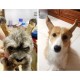 Pssopp Dog Ear Support Patch, Dog Ear Patch Stickers, Puppy Ear Stickers, Fixed Support, Puppy Ear Lifting Tool (#6) Pssopp Dog Ear Support Patch, Dog Ear Patch Stickers, Puppy Ear Stickers, Fixed Support, Puppy Ear Lifting Tool (#6)