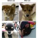 Pssopp Dog Ear Support Patch, Dog Ear Patch Stickers, Puppy Ear Stickers, Fixed Support, Puppy Ear Lifting Tool (#6) Pssopp Dog Ear Support Patch, Dog Ear Patch Stickers, Puppy Ear Stickers, Fixed Support, Puppy Ear Lifting Tool (#6)