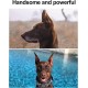 Pssopp Dog Ear Support Patch, Dog Ear Patch Stickers, Puppy Ear Stickers, Fixed Support, Puppy Ear Lifting Tool (#6) Pssopp Dog Ear Support Patch, Dog Ear Patch Stickers, Puppy Ear Stickers, Fixed Support, Puppy Ear Lifting Tool (#6)