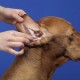 RDNKVB Cotton Buds for Dogs, Ear Cleaning Ear Cleaner, Suitable for Pets, Dogs, Cats, 100 Pieces, Dog Ear Cleaner, Mites, Dogs, Ear Mites, Cat (6 Inches) RDNKVB Cotton Buds for Dogs, Ear Cleaning Ear Cleaner, Suitable for Pets, Dogs, Cats, 100 Pieces, Dog Ear Cleaner, Mites, Dogs, Ear Mites, Cat (6 Inches)