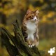 ReaVET Ear Care for Dogs and Cats - Ear Care Oil with Jojoba Oil 75 ml I Care Oil for Dog Ears, Cat Ears I Ear Drops, Gentle Ear Care for Itching and Irritation ReaVET Ear Care for Dogs and Cats - Ear Care Oil with Jojoba Oil 75 ml I Care Oil for Dog Ears, Cat Ears I Ear Drops, Gentle Ear Care for Itching and Irritation