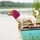 Soothing Earmuffs for Dogs Reduces Noise Hearing Protection Dog Ear Flap Head Wrap Comfortable Anxiety Resistant Winter Wash Head for Dogs for Care Bathing L (Grey)