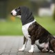 Soothing Earmuffs for Dogs Reduces Noise Hearing Protection Dog Ear Flap Head Wrap Comfortable Anxiety Resistant Winter Wash Head for Dogs for Care Bathing L (Grey)