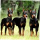 Supvox Dog Ear Stand Up Aid Dog Ear Care Set Dog Ear Support Tool for Standing Ears Support Aid for Puppies and Adults Dogs Ear Standing Aid for Ear Correction Supvox Dog Ear Stand Up Aid Dog Ear Care Set Dog Ear Support Tool for Standing Ears Support Aid for Puppies and Adults Dogs Ear Standing Aid for Ear Correction