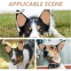 WOONEKY 1 Pair of Ear Plasters for Pets for Dog Ears for Dog Ears Sticker for Ears to Stand Up Adhesive Tape, Puppy Ear Tool, Ear-Fixed Correction Vertical Holder WOONEKY 1 Pair of Ear Plasters for Pets for Dog Ears for Dog Ears Sticker for Ears to Stand Up Adhesive Tape, Puppy Ear Tool, Ear-Fixed Correction Vertical Holder