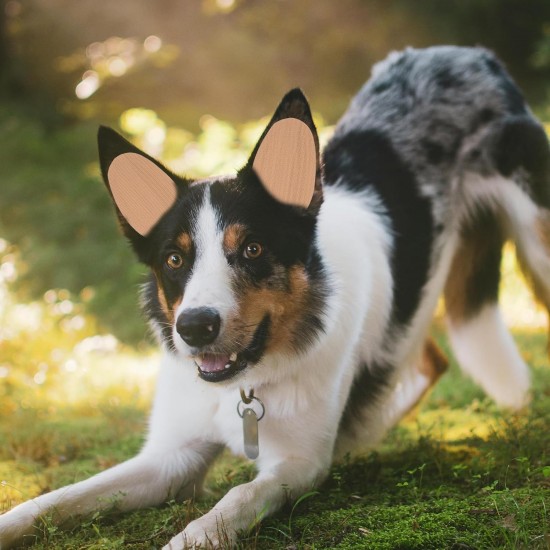 WOONEKY 1 Pair of Ear Plasters for Pets for Dog Ears for Dog Ears Sticker for Ears to Stand Up Adhesive Tape, Puppy Ear Tool, Ear-Fixed Correction Vertical Holder WOONEKY 1 Pair of Ear Plasters for Pets for Dog Ears for Dog Ears Sticker for Ears to Stand Up Adhesive Tape, Puppy Ear Tool, Ear-Fixed Correction Vertical Holder