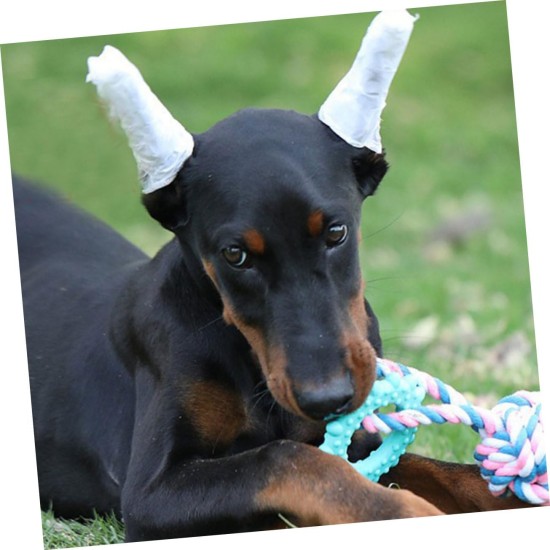 minkissy 1 Set Dobermann Pinscher Ear Stick Puppy Dog Ear Stand Up Tape Ear Standing Aid Ear Standing Tool Ear Stand Up Support Dedicated Tape Big Dog Suite Accessories Foam minkissy 1 Set Dobermann Pinscher Ear Stick Puppy Dog Ear Stand Up Tape Ear Standing Aid Ear Standing Tool Ear Stand Up Support Dedicated Tape Big Dog Suite Accessories Foam