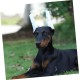 minkissy 1 Set Dobermann Pinscher Ear Stick Puppy Dog Ear Stand Up Tape Ear Standing Aid Ear Standing Tool Ear Stand Up Support Dedicated Tape Big Dog Suite Accessories Foam minkissy 1 Set Dobermann Pinscher Ear Stick Puppy Dog Ear Stand Up Tape Ear Standing Aid Ear Standing Tool Ear Stand Up Support Dedicated Tape Big Dog Suite Accessories Foam