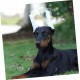 minkissy Dog Ear Support Kit 1 Set of Ear Standing Sticks for Puppy Foam Rods Adhesive Tapes for Pet Dogs Correcti minkissy Dog Ear Support Kit 1 Set of Ear Standing Sticks for Puppy Foam Rods Adhesive Tapes for Pet Dogs Correcti
