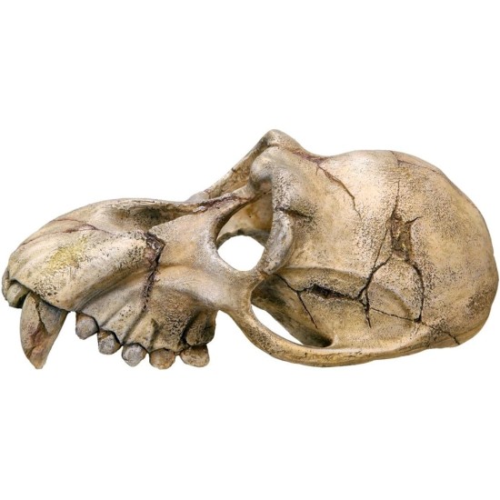 Nobby Monkey Skull Aquarium Ornaments, 22.5 x 14.5 x 11 cm Nobby Monkey Skull Aquarium Ornaments, 22.5 x 14.5 x 11 cm