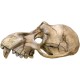 Nobby Monkey Skull Aquarium Ornaments, 22.5 x 14.5 x 11 cm Nobby Monkey Skull Aquarium Ornaments, 22.5 x 14.5 x 11 cm