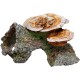 Nobby Wood Cave with Mushrooms Aquarium Ornaments, 18 x 19 x 10 cm Nobby Wood Cave with Mushrooms Aquarium Ornaments, 18 x 19 x 10 cm