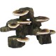 Pen Plax RR1006 Mushrooms on Rock Aquarium Ornament, Small/6" x 3" x 4.25" Pen Plax RR1006 Mushrooms on Rock Aquarium Ornament, Small/6" x 3" x 4.25"