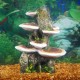 Pen Plax RR1007 Mushrooms on Rock Aquarium Ornament, Medium/5.5" x 4" x 7.5" Pen Plax RR1007 Mushrooms on Rock Aquarium Ornament, Medium/5.5" x 4" x 7.5"