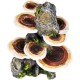 Pen Plax RR1007 Mushrooms on Rock Aquarium Ornament, Medium/5.5" x 4" x 7.5" Pen Plax RR1007 Mushrooms on Rock Aquarium Ornament, Medium/5.5" x 4" x 7.5"