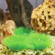 Penn-Plax Baby Hide-Out Breeding Grass for Aquarium Penn-Plax Baby Hide-Out Breeding Grass for Aquarium