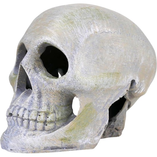 Penn Plax Deco Replicas Human Skull Aquarium Ornament Penn Plax Deco Replicas Human Skull Aquarium Ornament