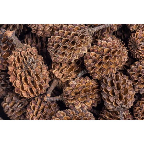 ARKA mySCAPE-DADAP Leaves - 7-13 cm / 10 Pieces - Natural Holiday Food for Shrimp, Snails & Suction Catfish, Promotes Health in Freshwater Aquariums ARKA mySCAPE-DADAP Leaves - 7-13 cm / 10 Pieces - Natural Holiday Food for Shrimp, Snails & Suction Catfish, Promotes Health in Freshwater Aquariums