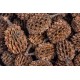 ARKA mySCAPE-DADAP Leaves - 7-13 cm / 10 Pieces - Natural Holiday Food for Shrimp, Snails & Suction Catfish, Promotes Health in Freshwater Aquariums ARKA mySCAPE-DADAP Leaves - 7-13 cm / 10 Pieces - Natural Holiday Food for Shrimp, Snails & Suction Catfish, Promotes Health in Freshwater Aquariums