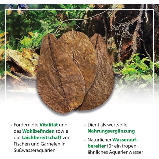 ARKA mySCAPE-DADAP Leaves - 7-13 cm / 10 Pieces - Natural Holiday Food for Shrimp, Snails & Suction Catfish, Promotes Health in Freshwater Aquariums ARKA mySCAPE-DADAP Leaves - 7-13 cm / 10 Pieces - Natural Holiday Food for Shrimp, Snails & Suction Catfish, Promotes Health in Freshwater Aquariums