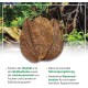 ARKA mySCAPE-DADAP Leaves - 7-13 cm / 10 Pieces - Natural Holiday Food for Shrimp, Snails & Suction Catfish, Promotes Health in Freshwater Aquariums ARKA mySCAPE-DADAP Leaves - 7-13 cm / 10 Pieces - Natural Holiday Food for Shrimp, Snails & Suction Catfish, Promotes Health in Freshwater Aquariums