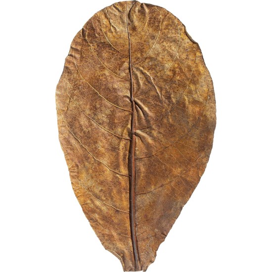 ARKA mySCAPE-DADAP Leaves - 7-13 cm / 10 Pieces - Natural Holiday Food for Shrimp, Snails & Suction Catfish, Promotes Health in Freshwater Aquariums ARKA mySCAPE-DADAP Leaves - 7-13 cm / 10 Pieces - Natural Holiday Food for Shrimp, Snails & Suction Catfish, Promotes Health in Freshwater Aquariums