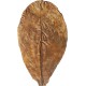 ARKA mySCAPE-DADAP Leaves - 7-13 cm / 10 Pieces - Natural Holiday Food for Shrimp, Snails & Suction Catfish, Promotes Health in Freshwater Aquariums ARKA mySCAPE-DADAP Leaves - 7-13 cm / 10 Pieces - Natural Holiday Food for Shrimp, Snails & Suction Catfish, Promotes Health in Freshwater Aquariums