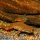 JBL Pronovo Lotl Grano, Main Food for Axolotl from 8-20 cm, Fish Food Granules, Size M, 250 ml JBL Pronovo Lotl Grano, Main Food for Axolotl from 8-20 cm, Fish Food Granules, Size M, 250 ml