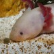 JBL Pronovo Lotl Grano, Main Food for Axolotl from 8-20 cm, Fish Food Granules, Size M, 250 ml JBL Pronovo Lotl Grano, Main Food for Axolotl from 8-20 cm, Fish Food Granules, Size M, 250 ml