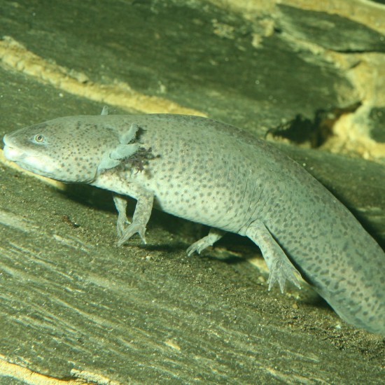 JBL Pronovo Lotl Grano, Main Food for Axolotl from 8-20 cm, Fish Food Granules, Size M, 250 ml JBL Pronovo Lotl Grano, Main Food for Axolotl from 8-20 cm, Fish Food Granules, Size M, 250 ml