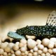 JBL Pronovo Pleco Wafer for Suction Catfish from 1-20 cm, Fish Food, Size M, 100 ml JBL Pronovo Pleco Wafer for Suction Catfish from 1-20 cm, Fish Food, Size M, 100 ml