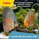 Sera Discus granules, 1000 ml Sera Discus granules, 1000 ml
