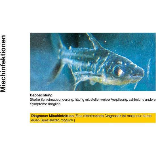 Sera Micron Nature dust-fine breeding food with zoo (18 % krill) and phytoplankton (51 % spirulina) a plankton or dust food or young fish food and low animals. Sera Micron Nature dust-fine breeding food with zoo (18 % krill) and phytoplankton (51 % spirulina) a plankton or dust food or young fish food and low animals.