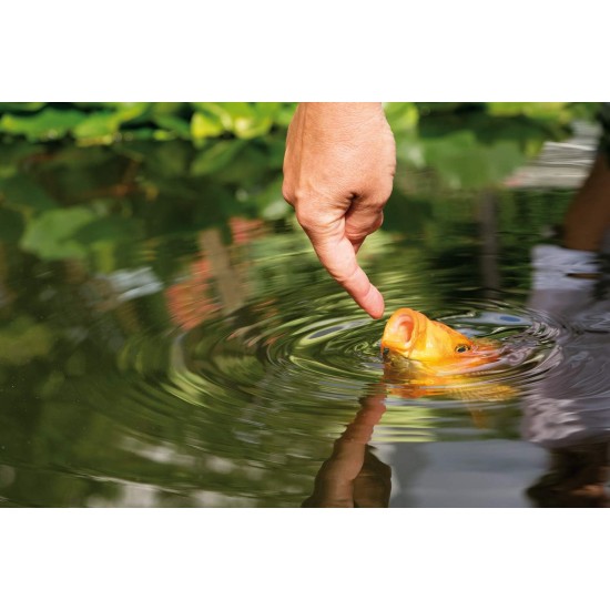 Gold and Pond Gold and Pond