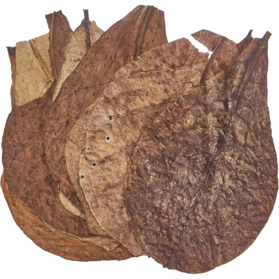 sera 32273 Catappa Leaves sea almond tree leaves for natural water treatment sera 32273 Catappa Leaves sea almond tree leaves for natural water treatment