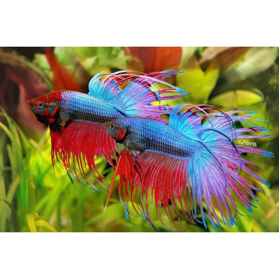 sera Bettagran Siamese Fighting Fish Food 10g sera Bettagran Siamese Fighting Fish Food 10g