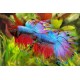 sera Bettagran Siamese Fighting Fish Food 10g sera Bettagran Siamese Fighting Fish Food 10g