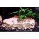 sera GVG Mix Nature The Natural Treats From Without sera GVG Mix Nature The Natural Treats From Without