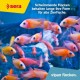 sera Vipan Nature 21 L (4 kg) Staple Food with 4% Insect Flour and Prebiotic Effect, Flake Food for Aquarium, Fish Food with Very High Usability and Thus Less Algae sera Vipan Nature 21 L (4 kg) Staple Food with 4% Insect Flour and Prebiotic Effect, Flake Food for Aquarium, Fish Food with Very High Usability and Thus Less Algae